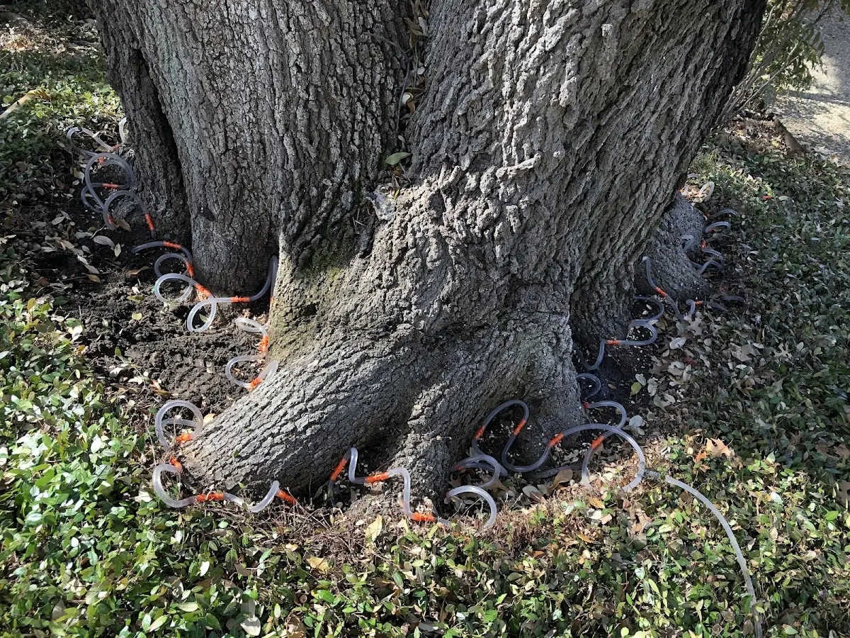 Detailed Tree Cabling and Bracing job site in Wharton