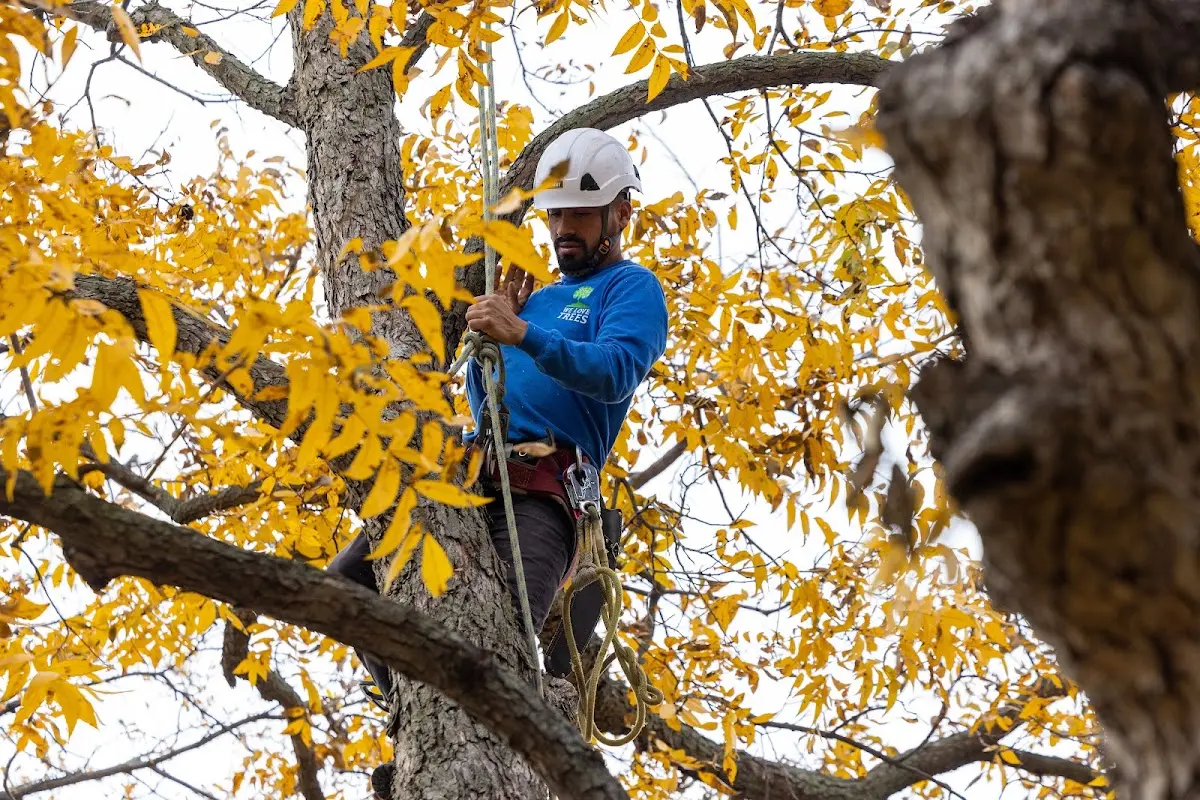 Skilled Storm Damage Cleanup crew working in Wharton