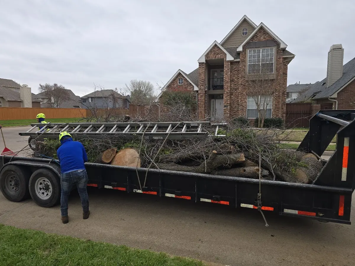 Expert Tree Removal with proper safety equipment in Wharton